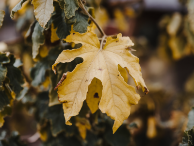 Troubleshooting yellowing leaves: 7 specific causes and how to treat each