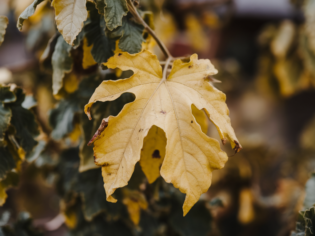 Troubleshooting yellowing leaves: 7 specific causes and how to treat each