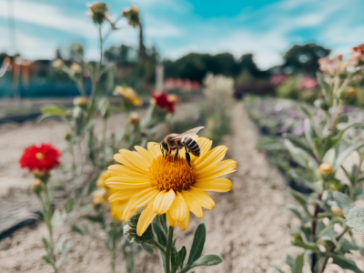 Which bee-friendly annuals bloom through summer heat and exactly when to sow them for nonstop pollinator visits