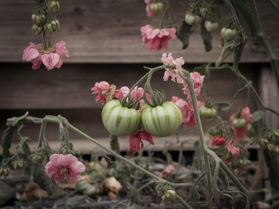 Why your tomato plants drop flowers and how to fix it this week