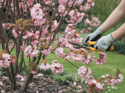 When to prune spring flowering shrubs for bigger blooms next year