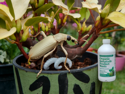 Which organic nematode products actually control vine weevils and how to apply them for potted rhododendrons